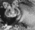 [Hamster Spice]